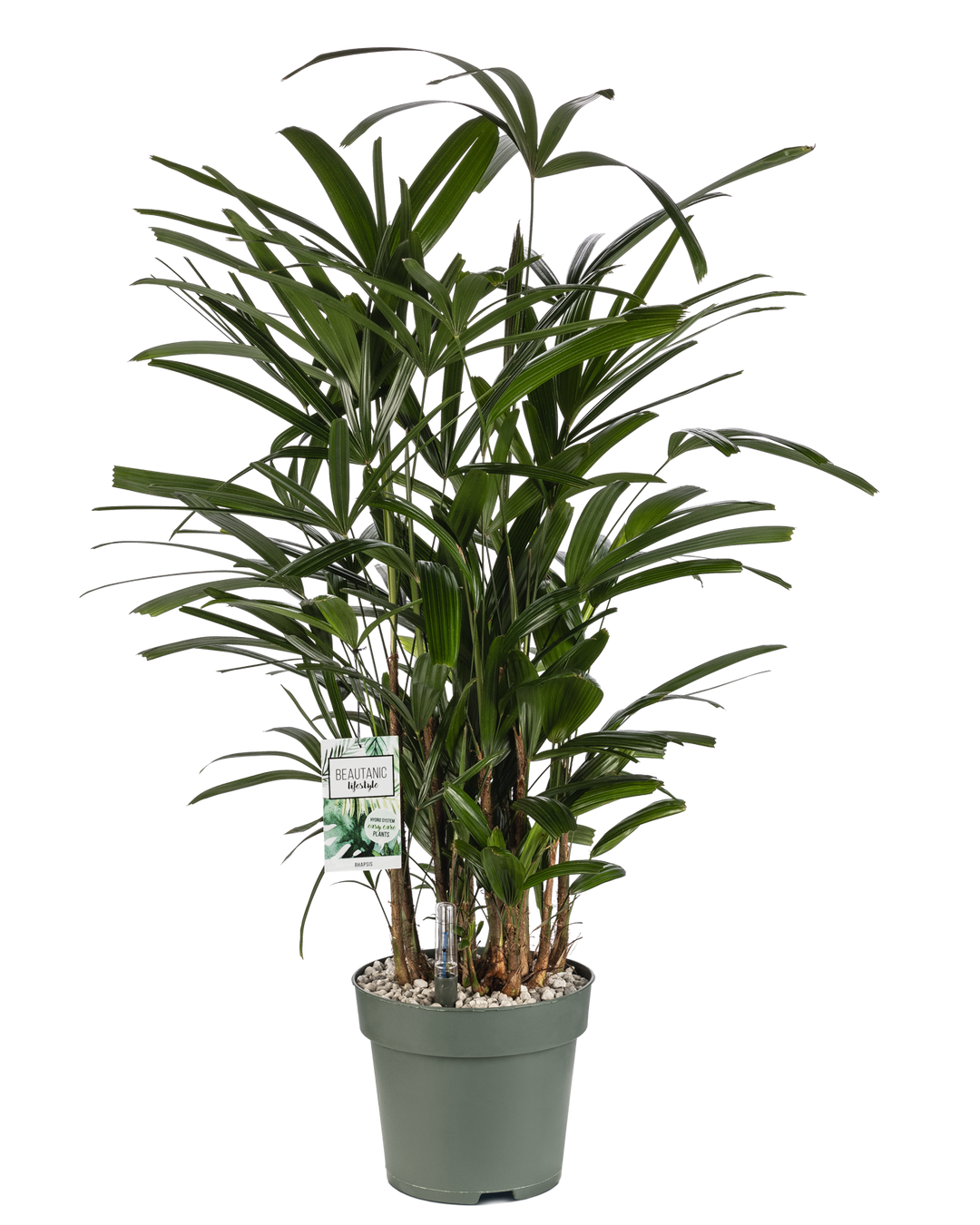 Potted plant with green leaves on a white background