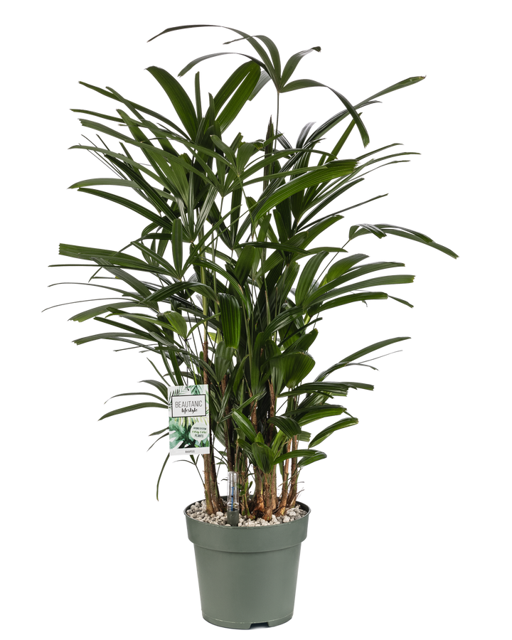 Potted plant with green leaves on a white background