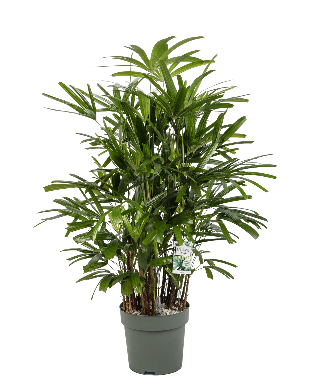 Potted plant with green leaves on a white background