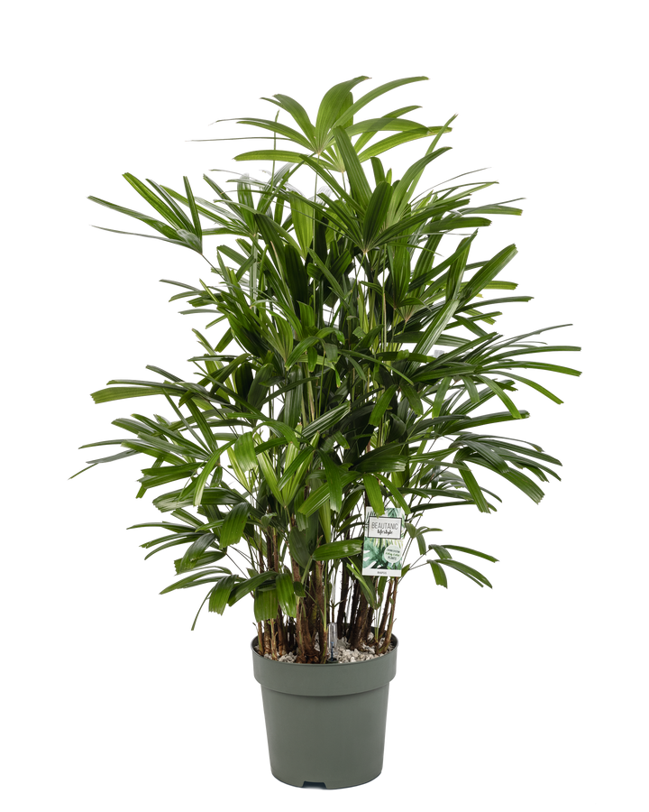 Potted plant with green leaves on a white background