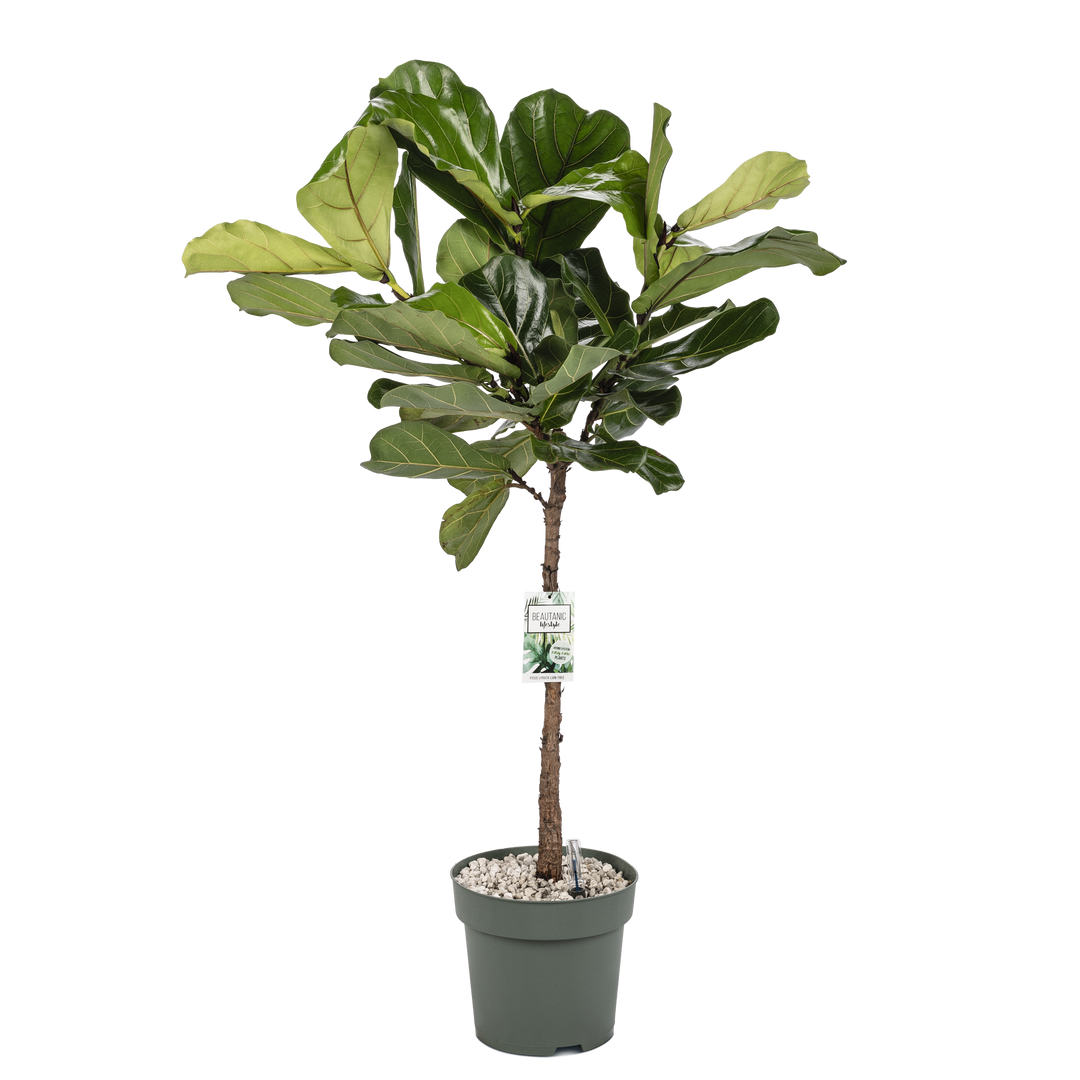 Fiddle-Leaf Fig Tree