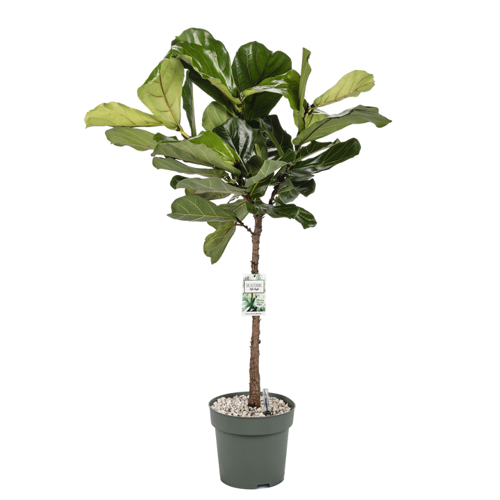 Fiddle-Leaf Fig Tree