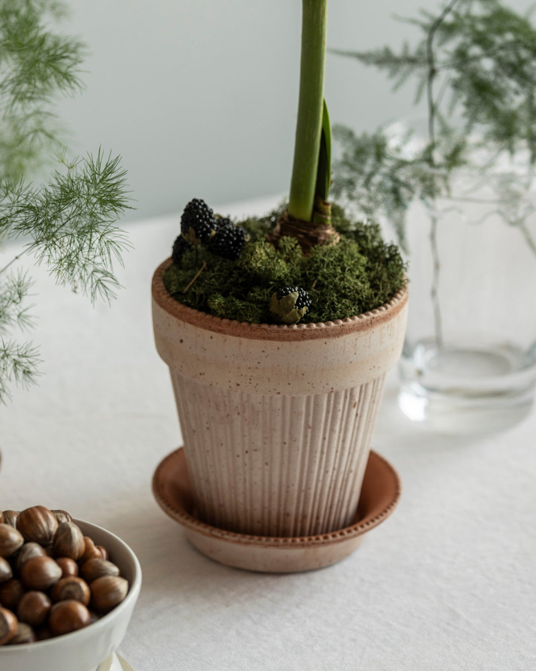 Potted plant with moss on a white surface with a glass of water and bowl of nuts in the background.