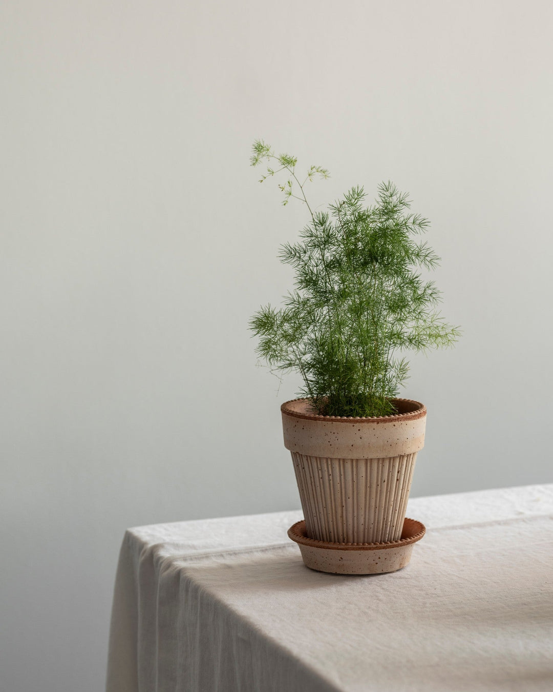 Potted plant on a table with a plain background