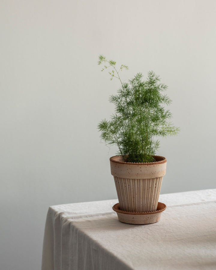 Potted plant on a table with a plain background