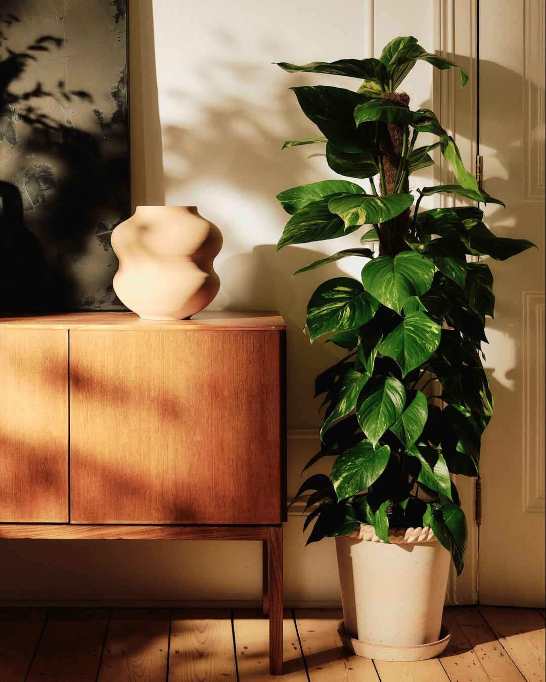 pothos plant uk Devil's Ivy