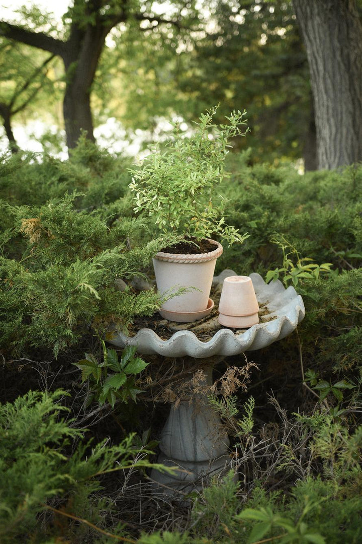 Emilia Pot