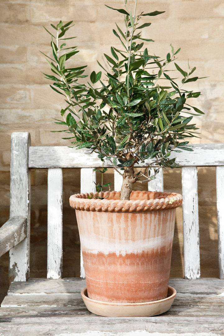 Emilia Pot With Saucer By Bergs