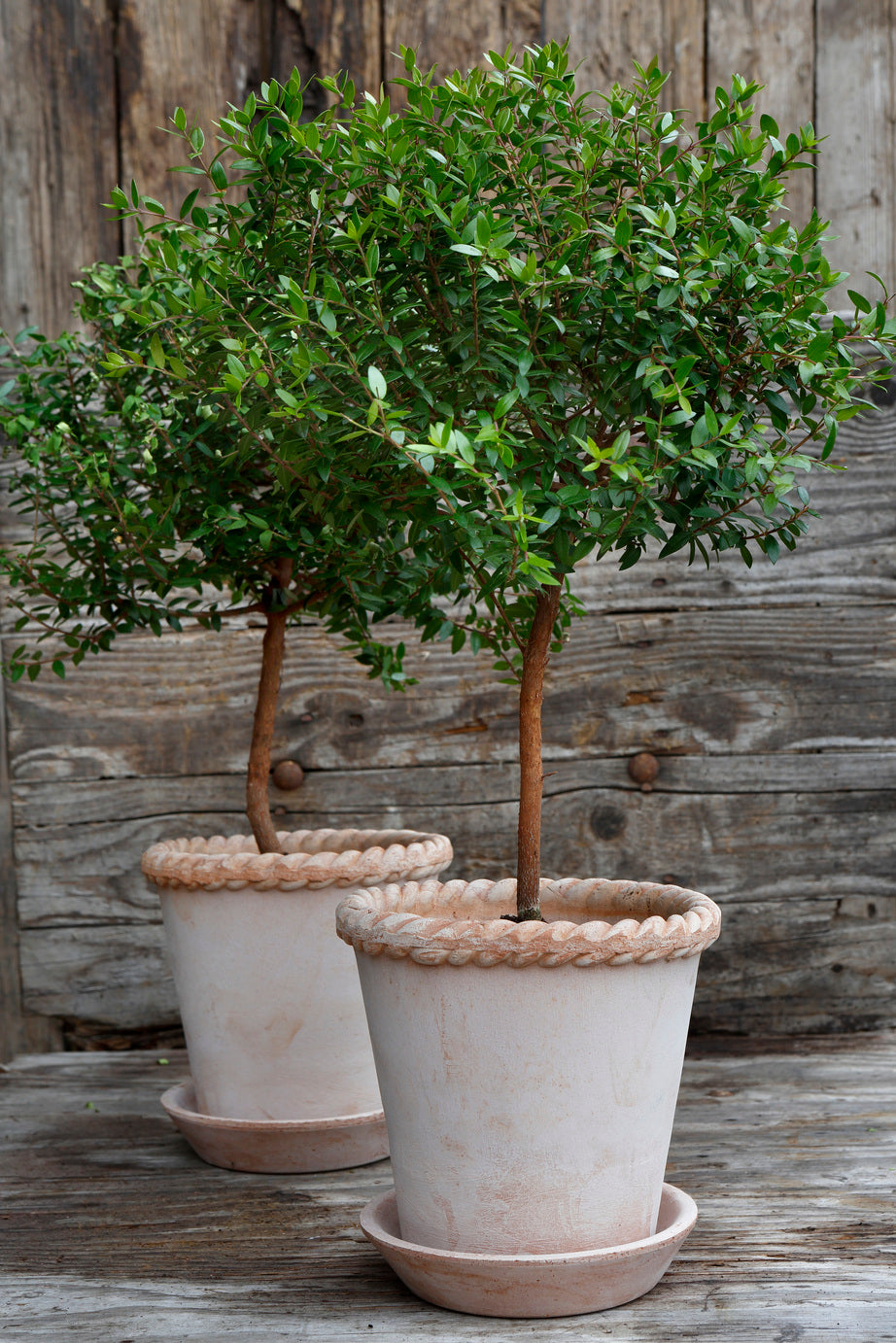 Emilia Pot With Saucer By Bergs