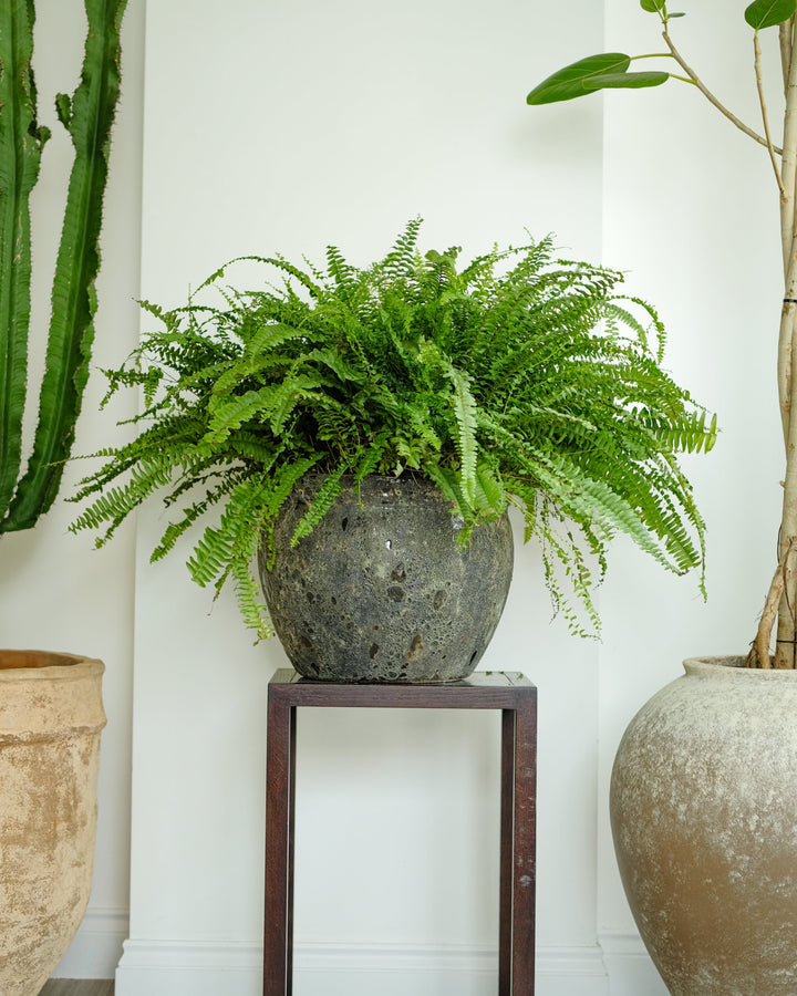 Boston Fern