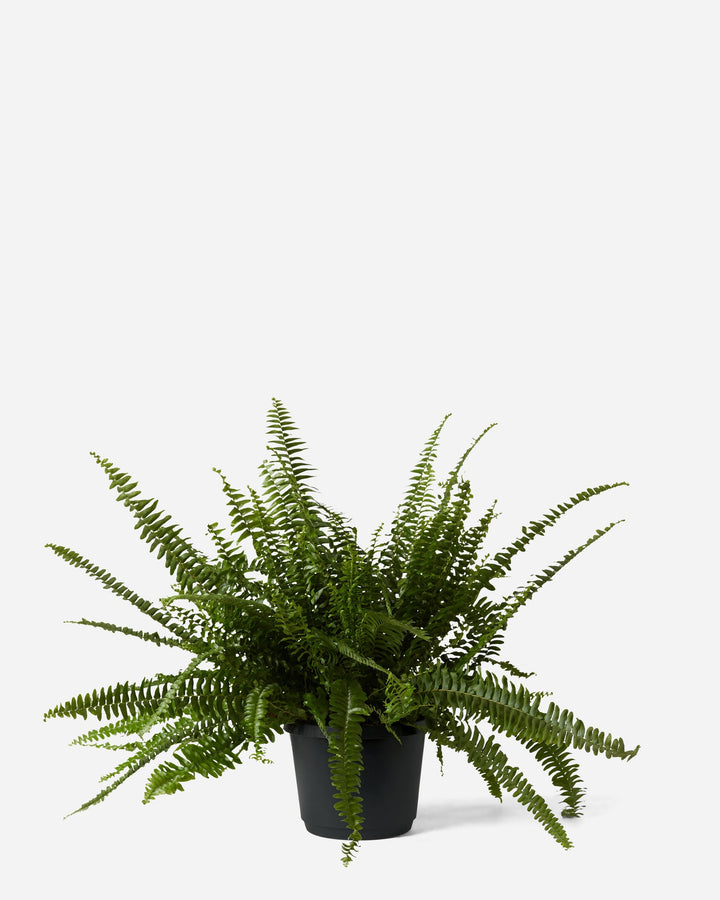 Potted fern plant on a white background