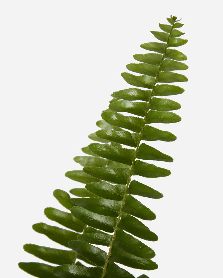 Boston Fern