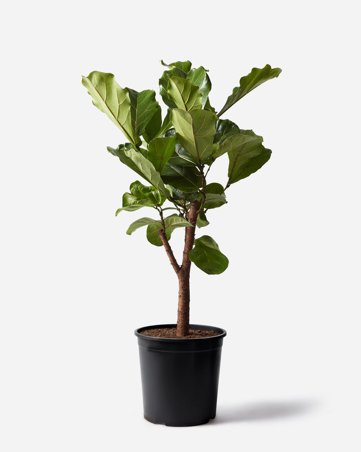 Branched Fiddle-Leaf Fig Tree