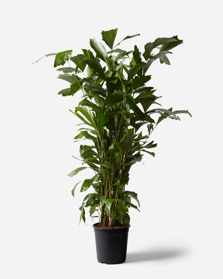 Burmese Fishtail Palm