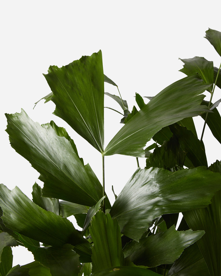 Burmese Fishtail Palm