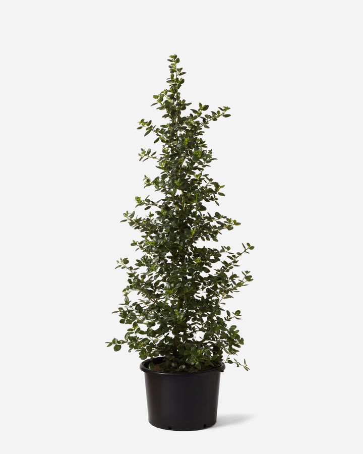 Californian Lilac
