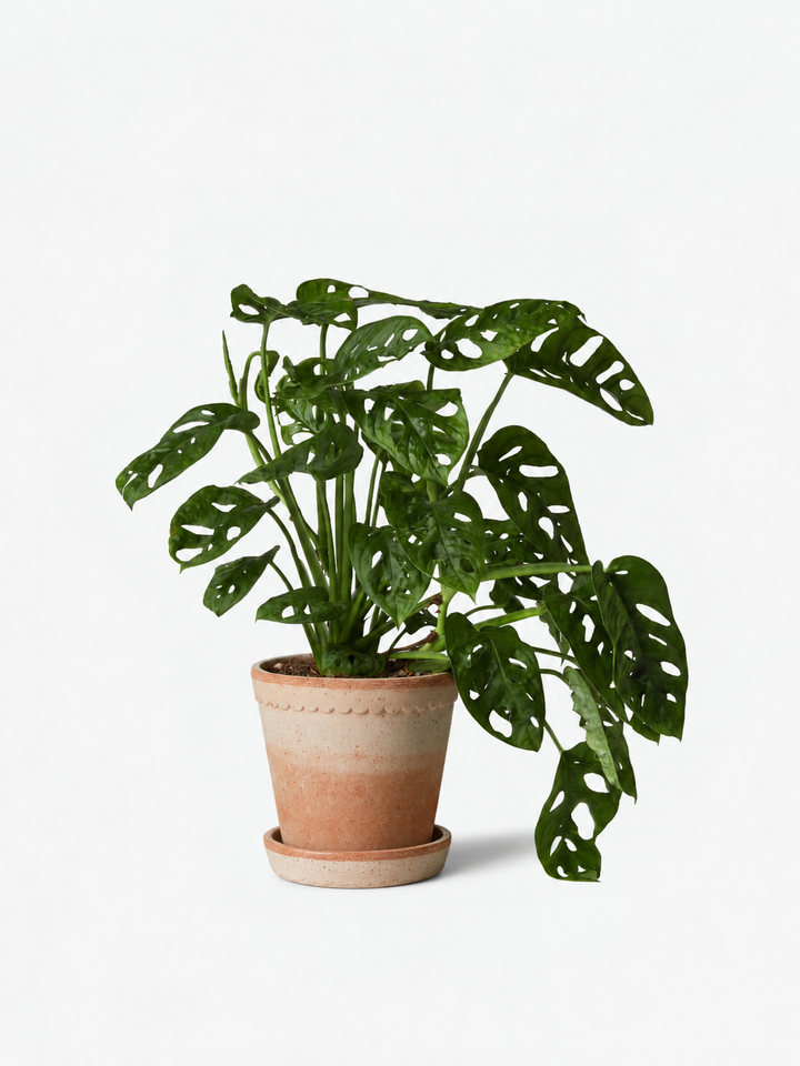 Bergs × Monkey Plant