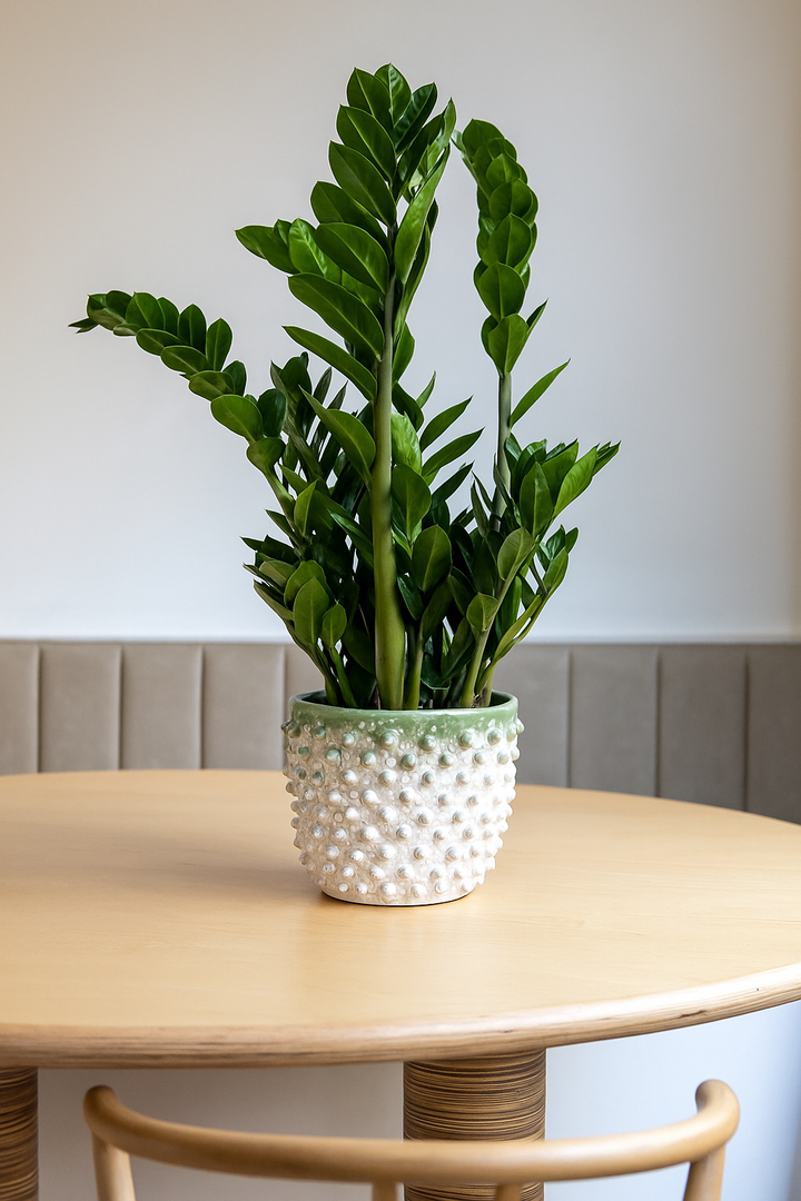 Zz Plant