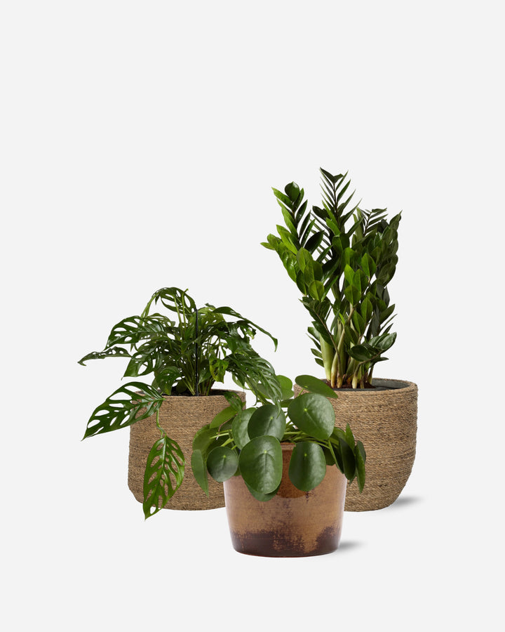 The Shelf Set — small potted plants in glazed pots, chosen to work together — Plant Drop