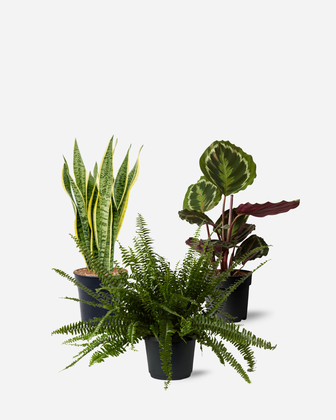 The Table Set — compact potted plants chosen to work together — Plant Drop