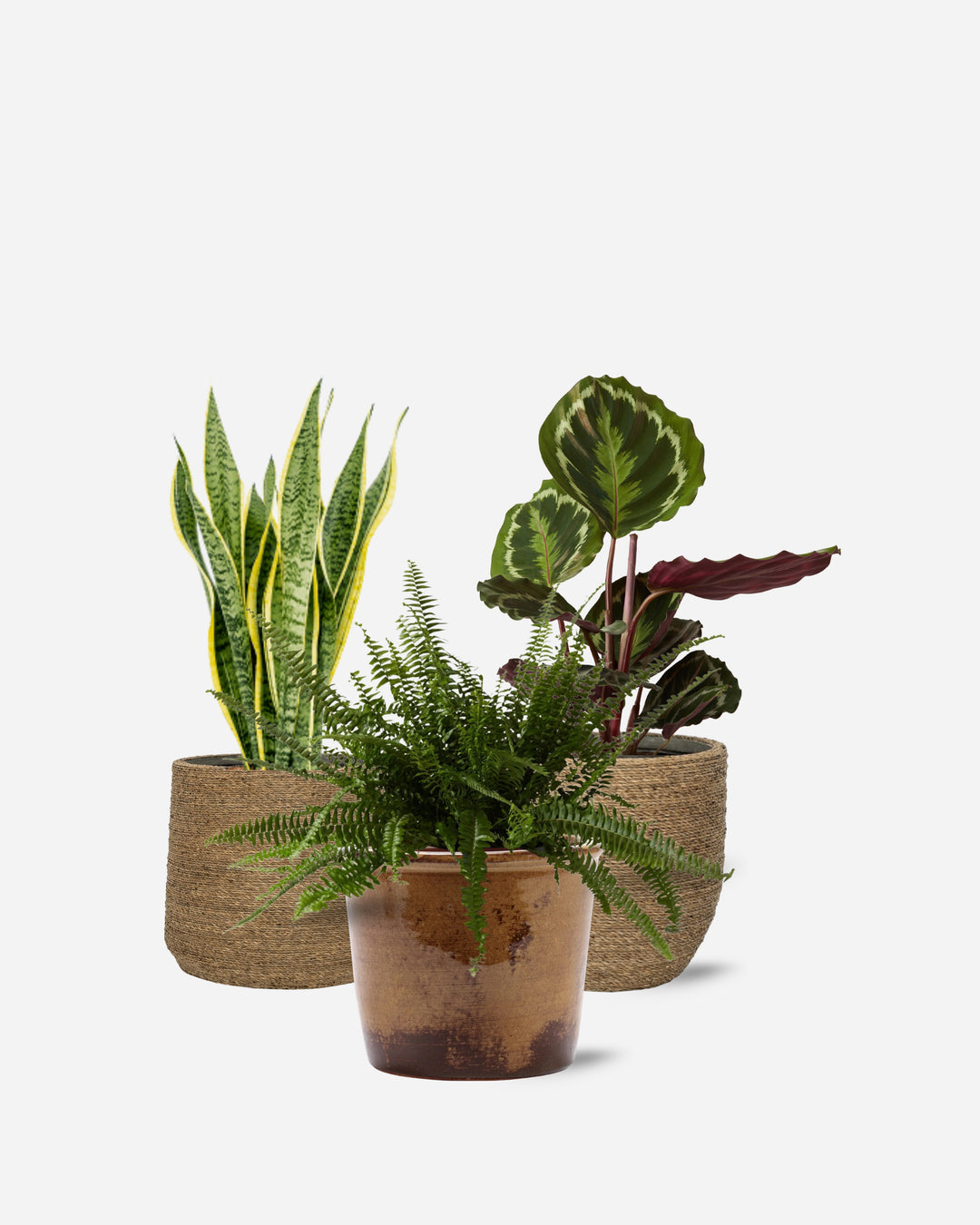 The Table Set — compact potted plants chosen to work together — Plant Drop