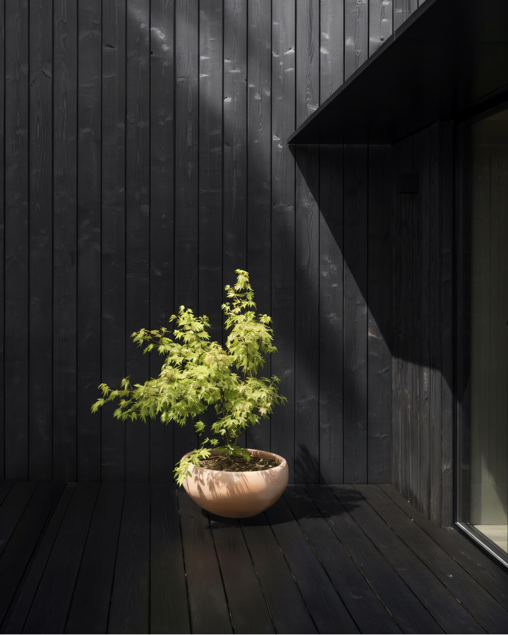 Potted plant on a dark wooden deck against a black wooden wall