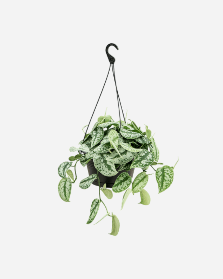 Satin Silk Pothos