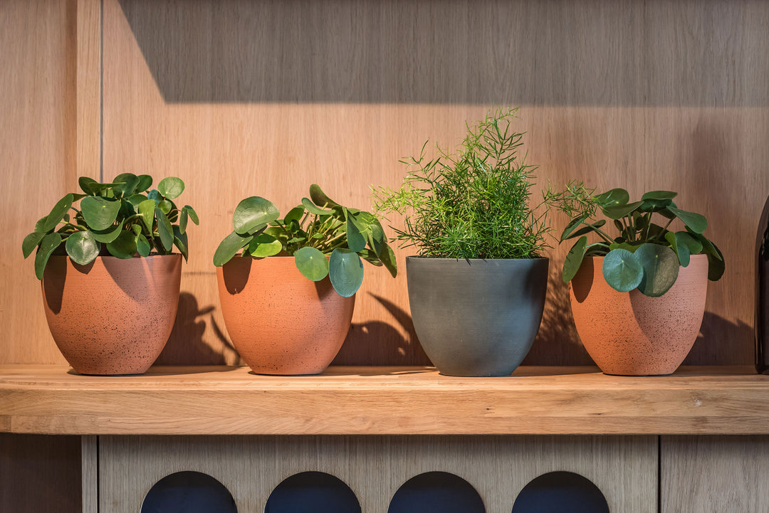 Small Refined Indoor Planters