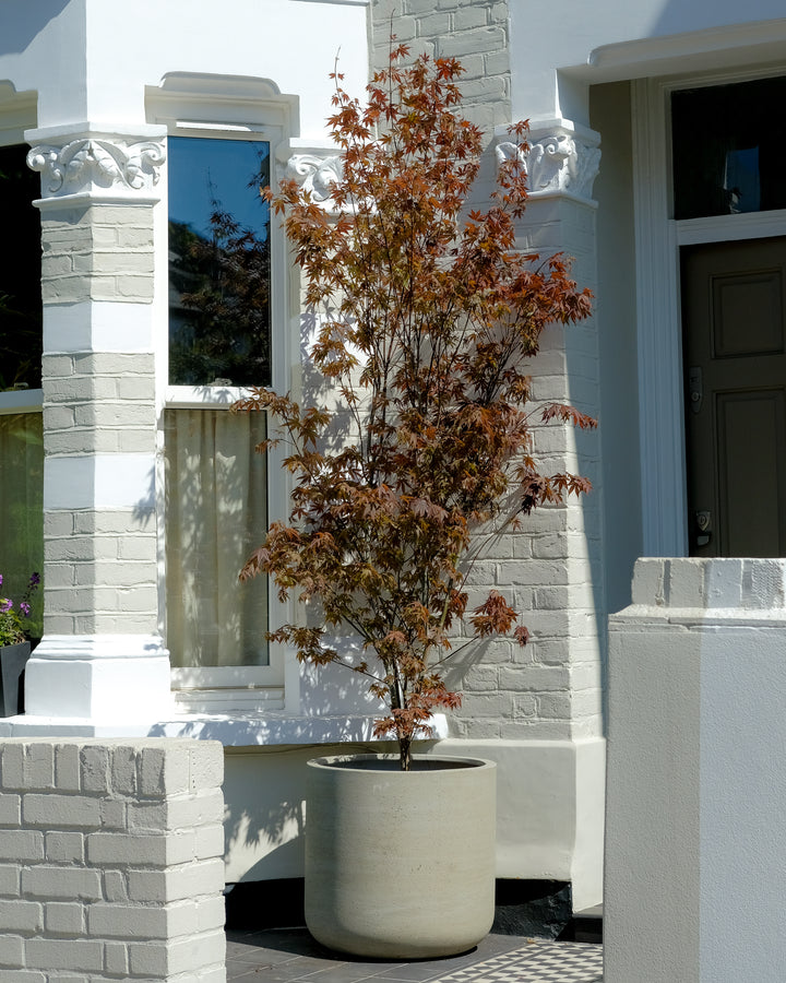 Bloodgood Japanese Maple