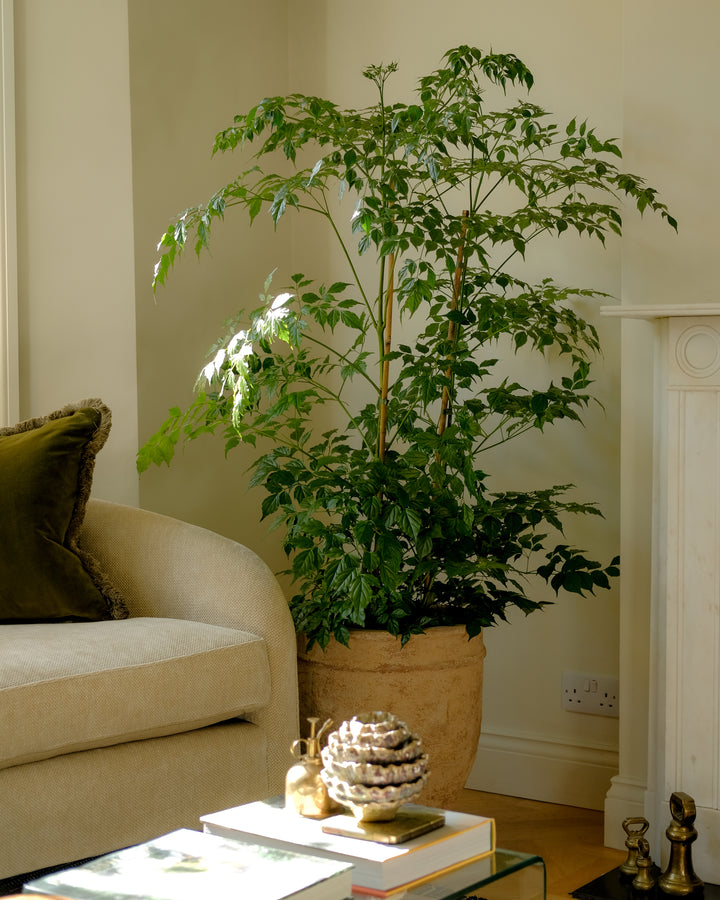 Golden Jasmine Multi-Stem