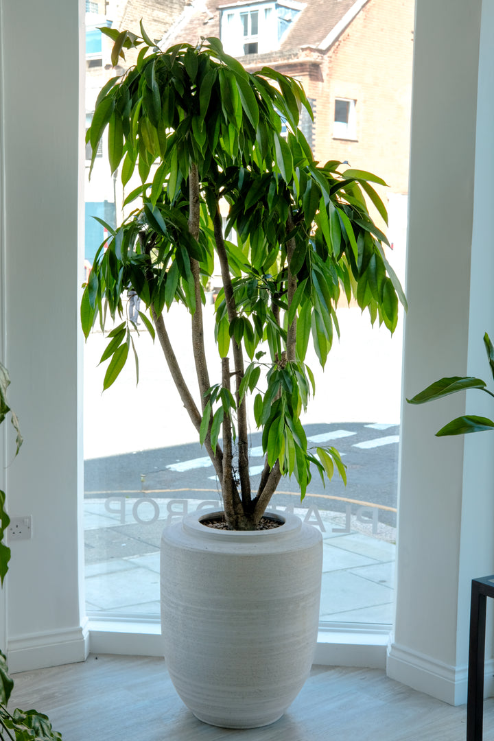 Amstel King Fig Tree