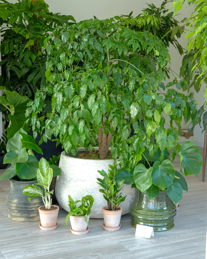 Quince Tree