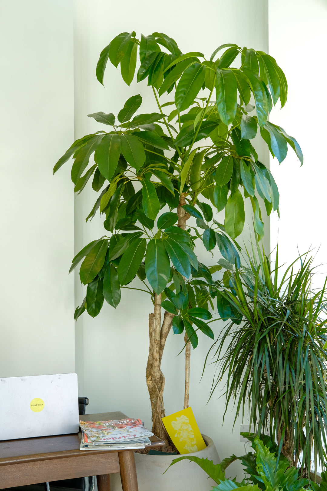 Branched Umbrella Tree