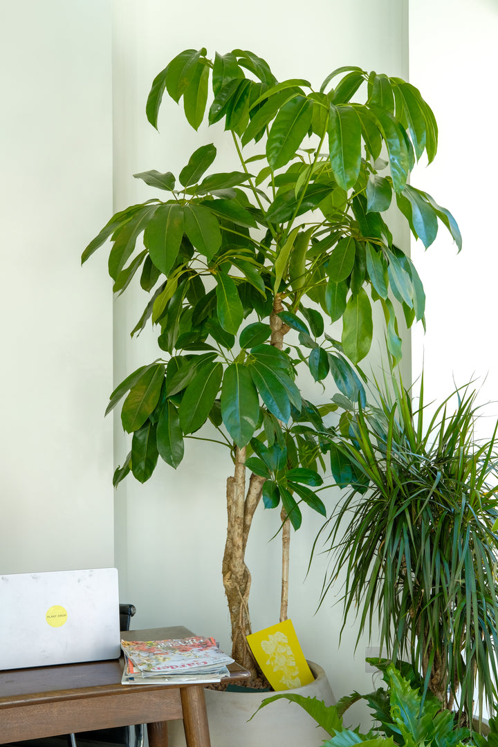 Branched Umbrella Tree