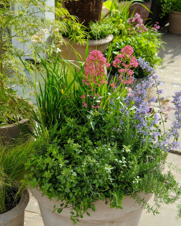 Exterior Plant Consultation & Potted Plant Plan