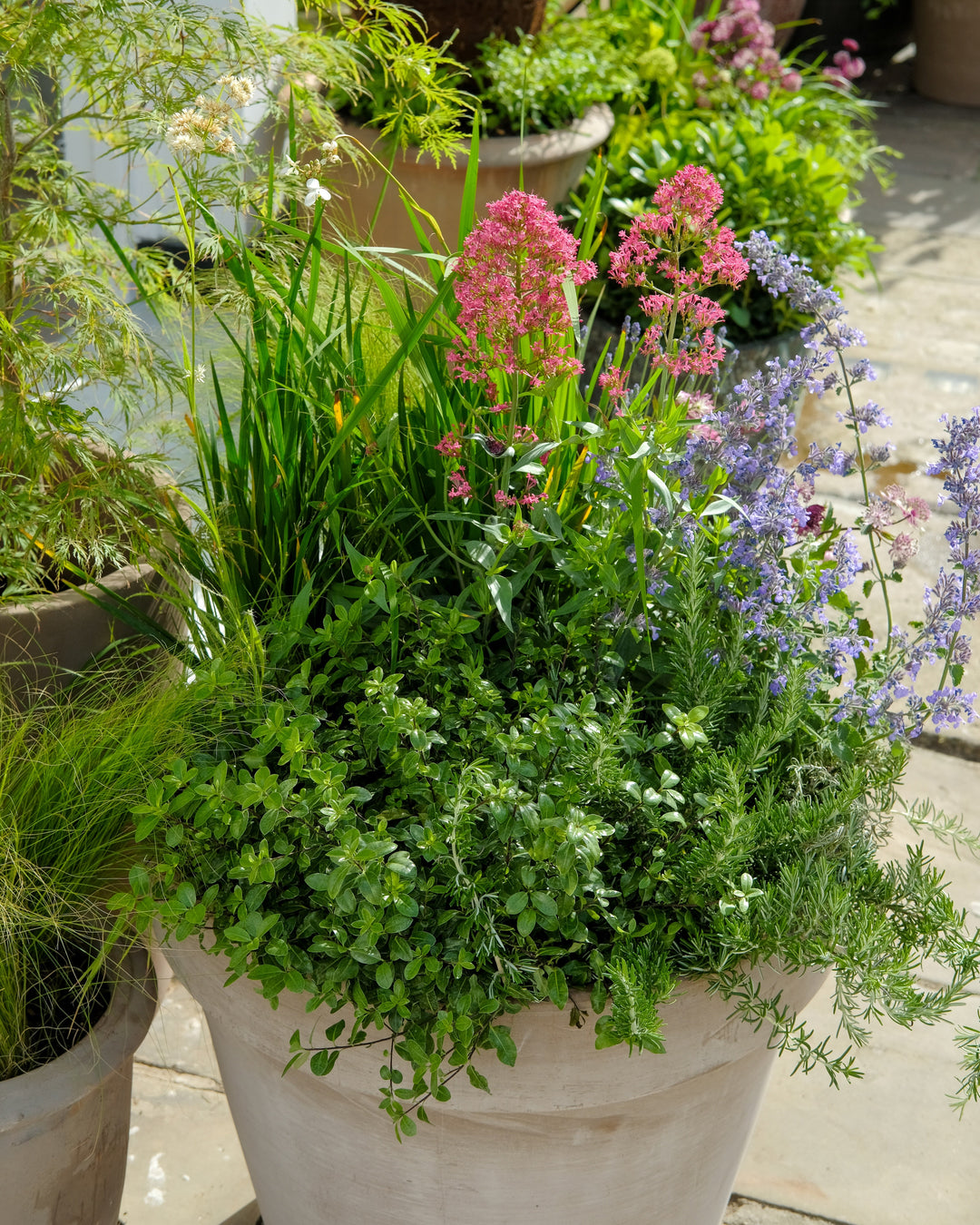 The Summer Pot — Seasonal Drop