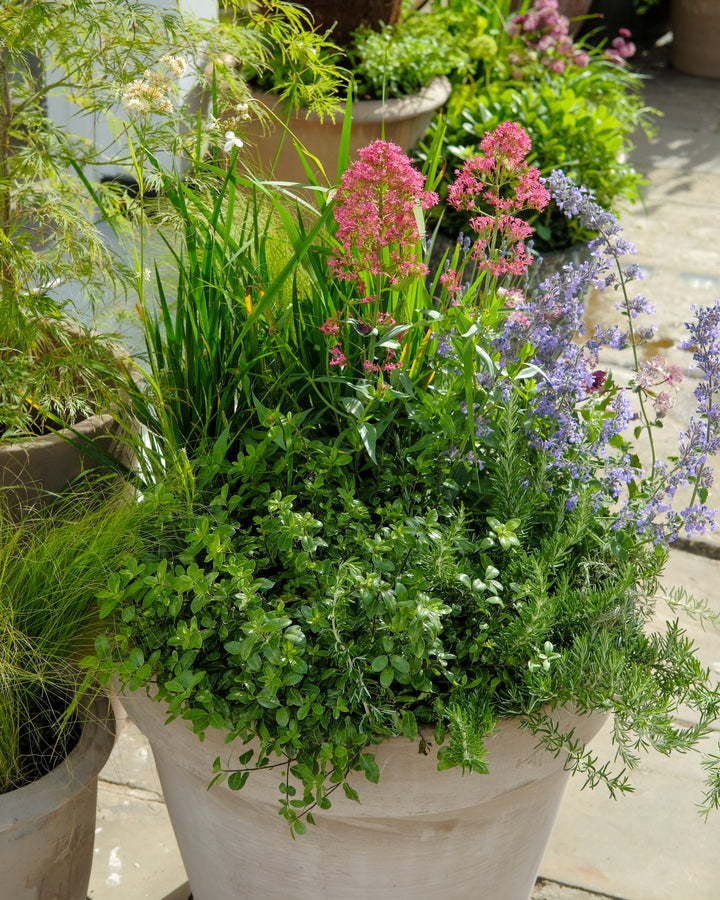 The Summer Pot — Seasonal Drop