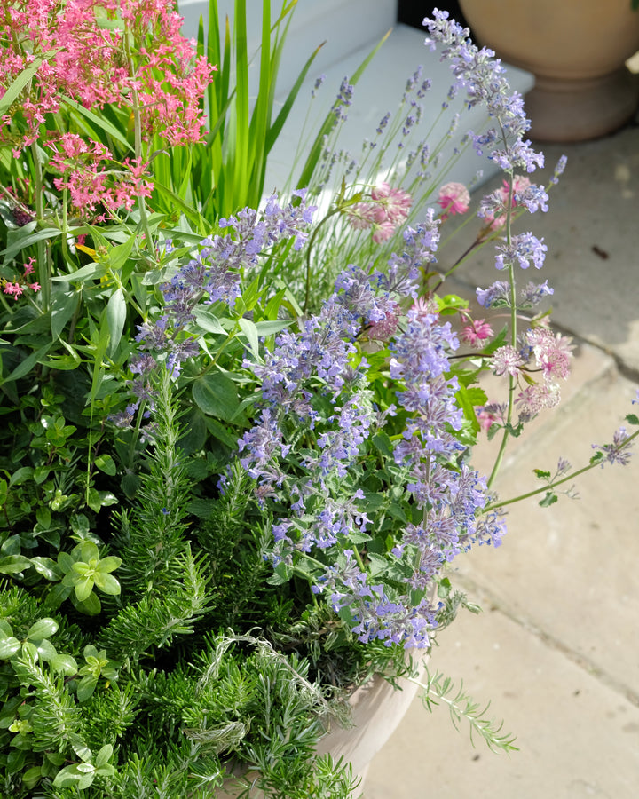 Herb garden with lavender and other plants on a stone surface