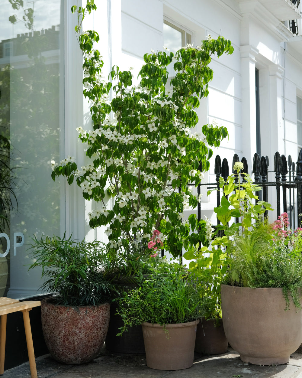 Potted plants on a patio with a white building in the background