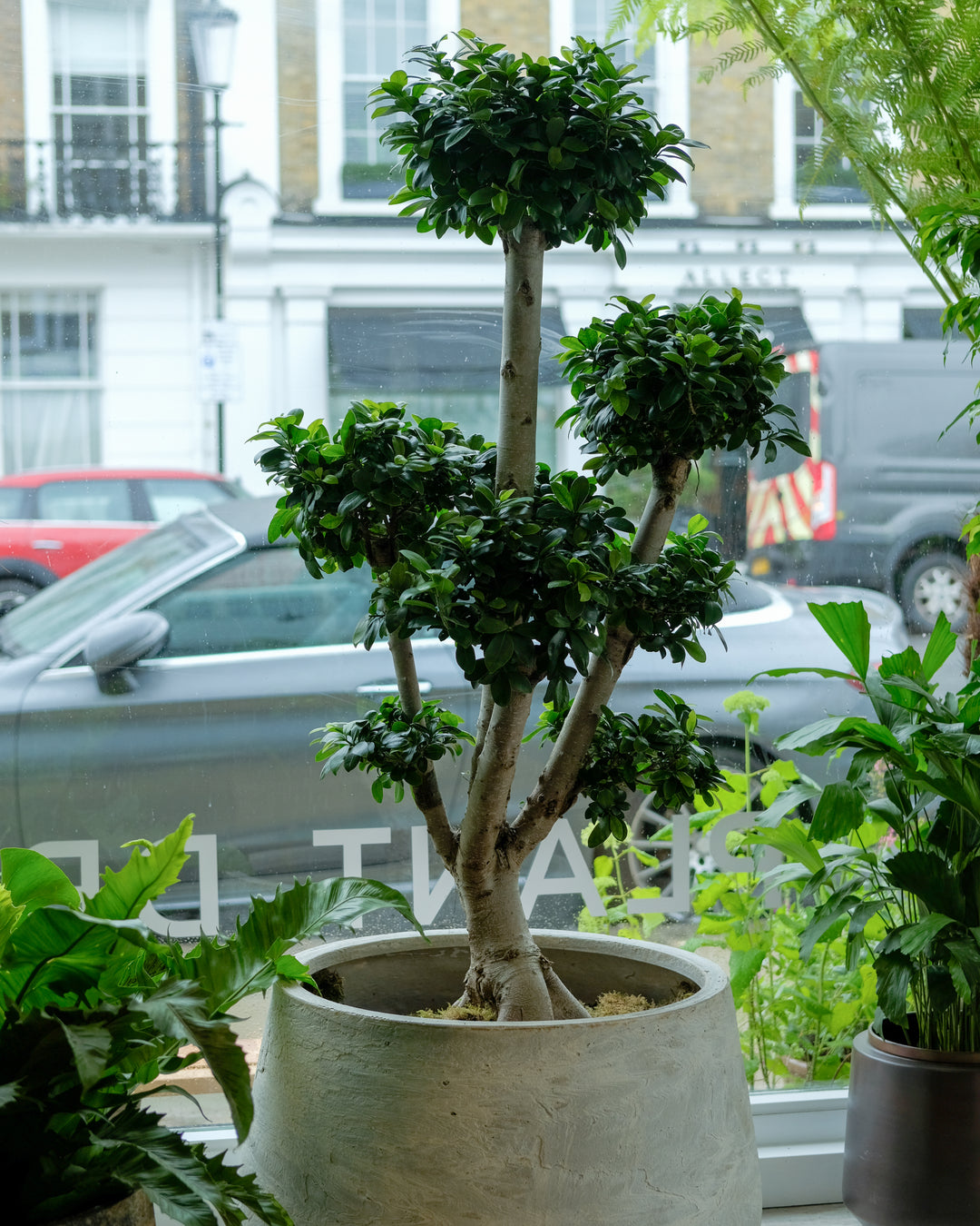 Branched Bonsai