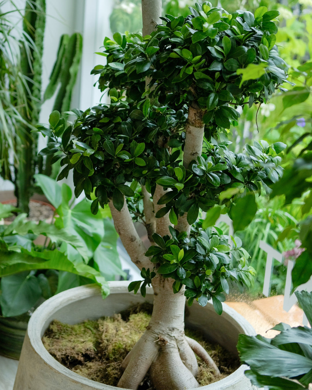 Branched Bonsai