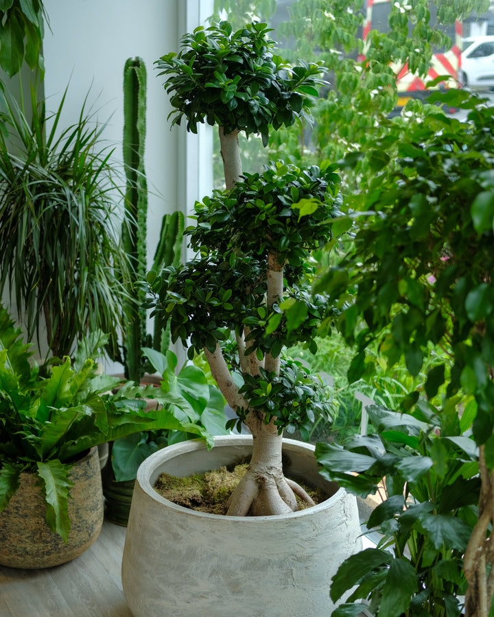 Branched Bonsai
