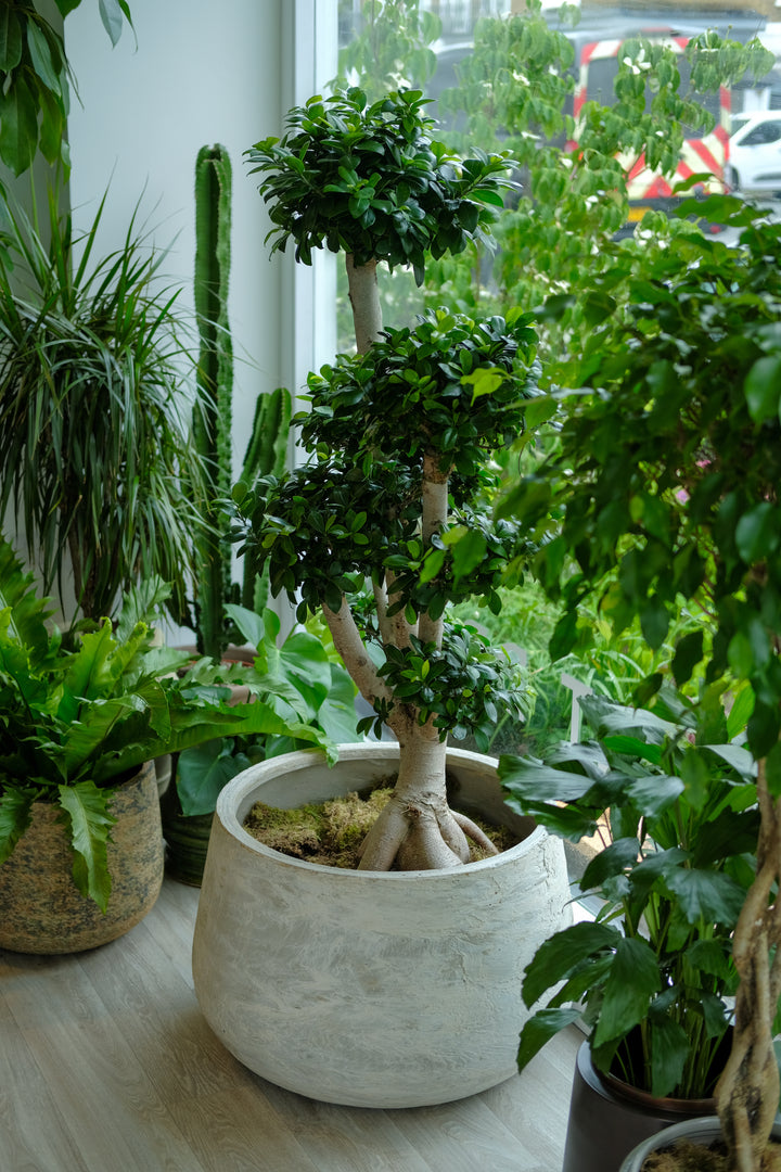 Ex Display Planters