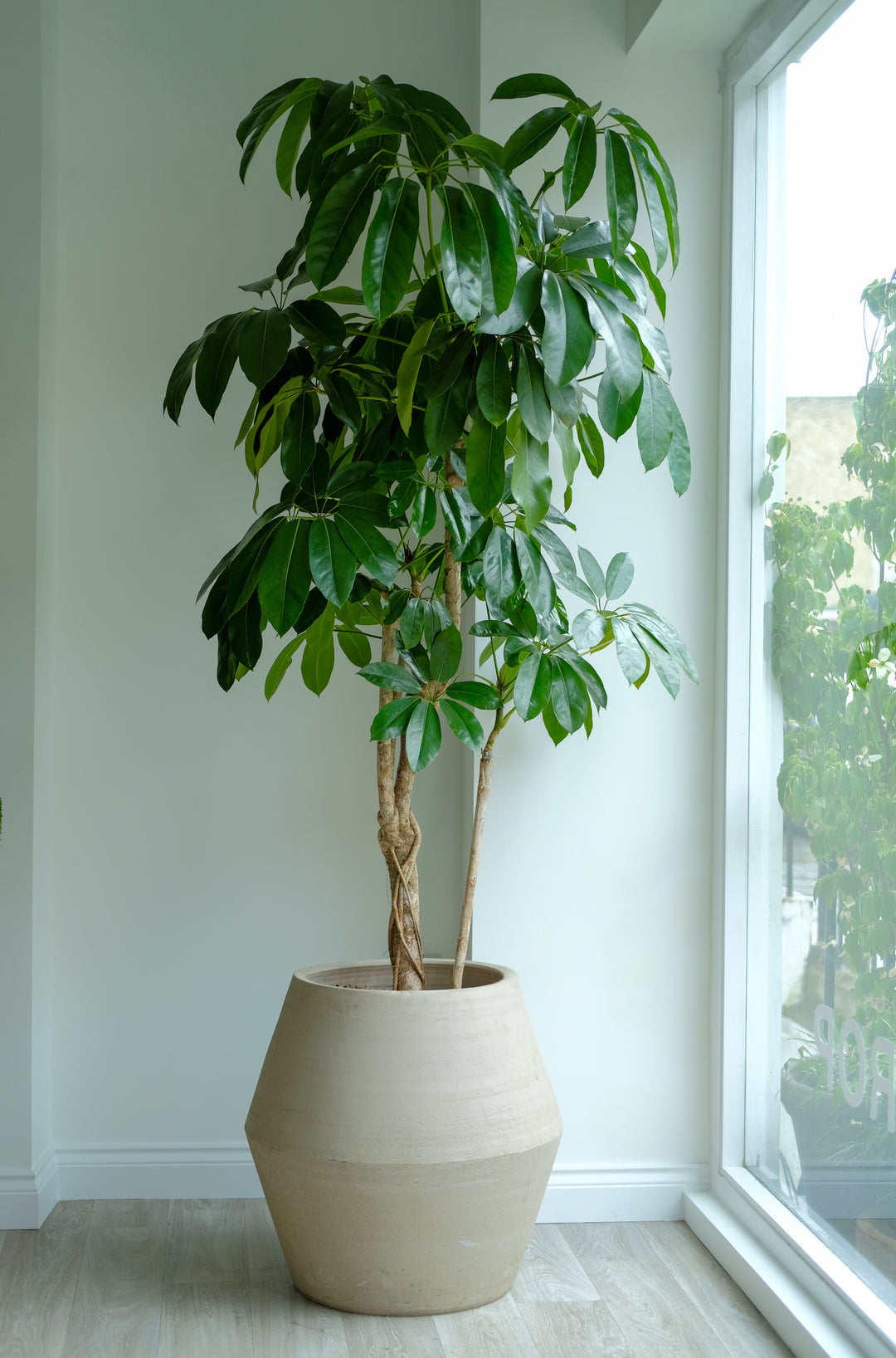 Branched Umbrella Tree