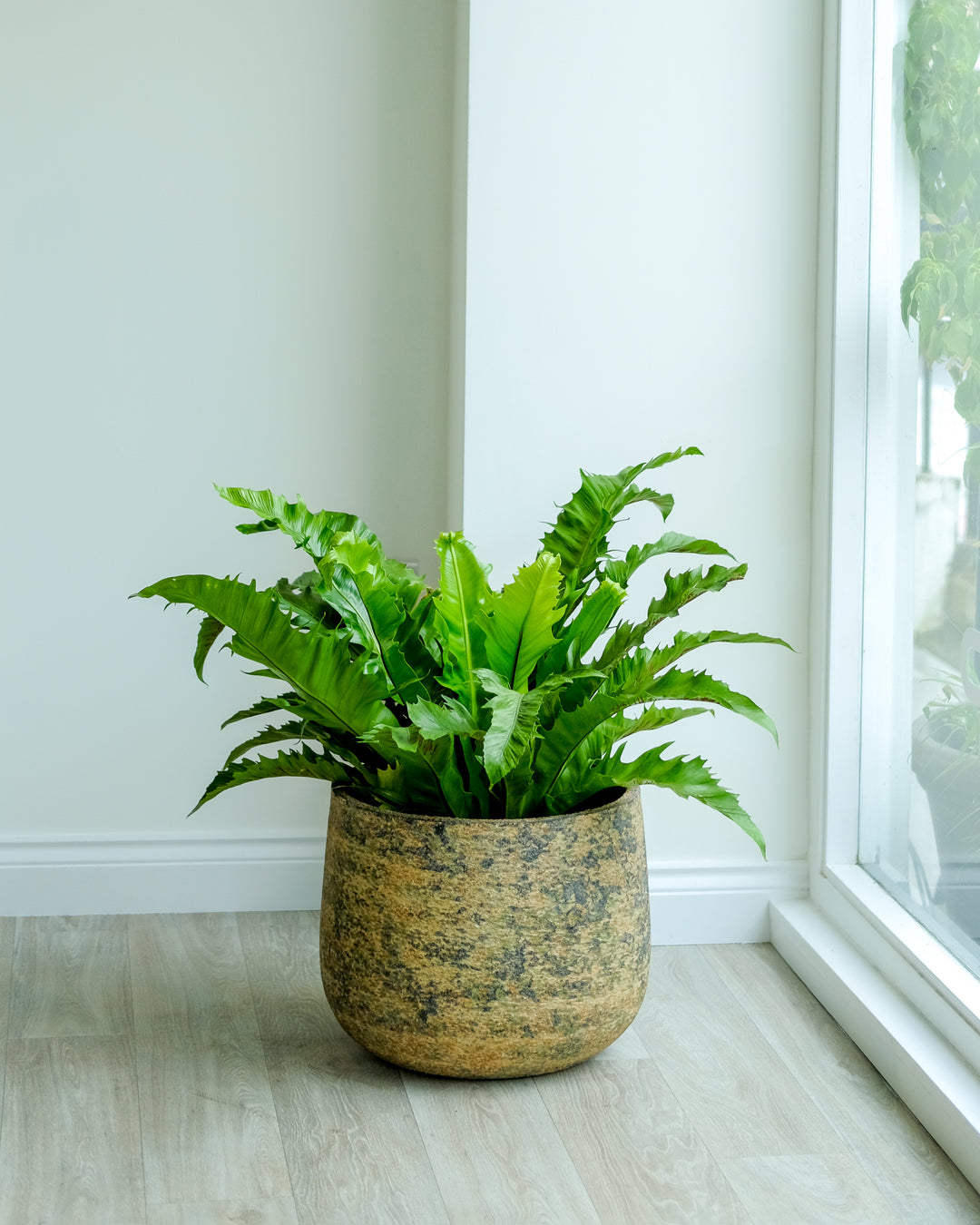 Bird's-nest Fern