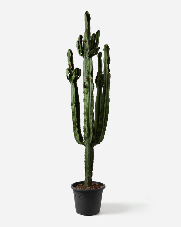 Desert Cactus