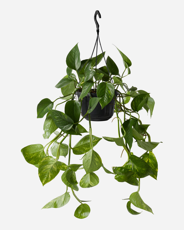 Devil's Ivy