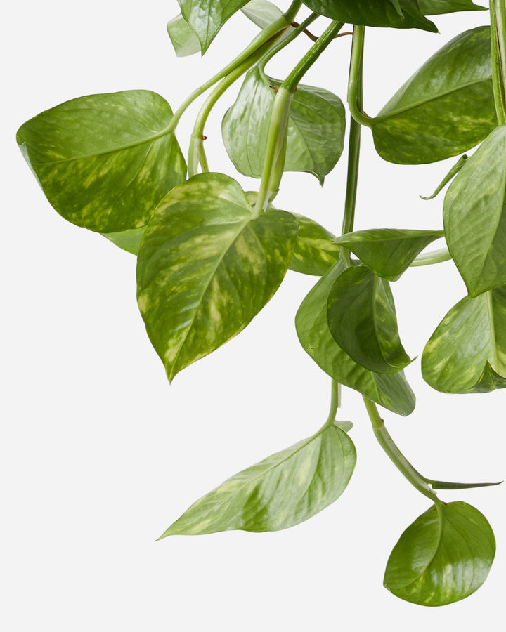 Large Devil's Ivy