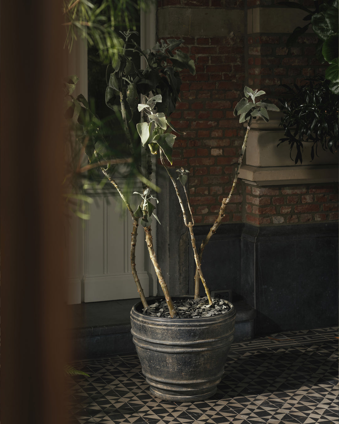 Mesa Pot