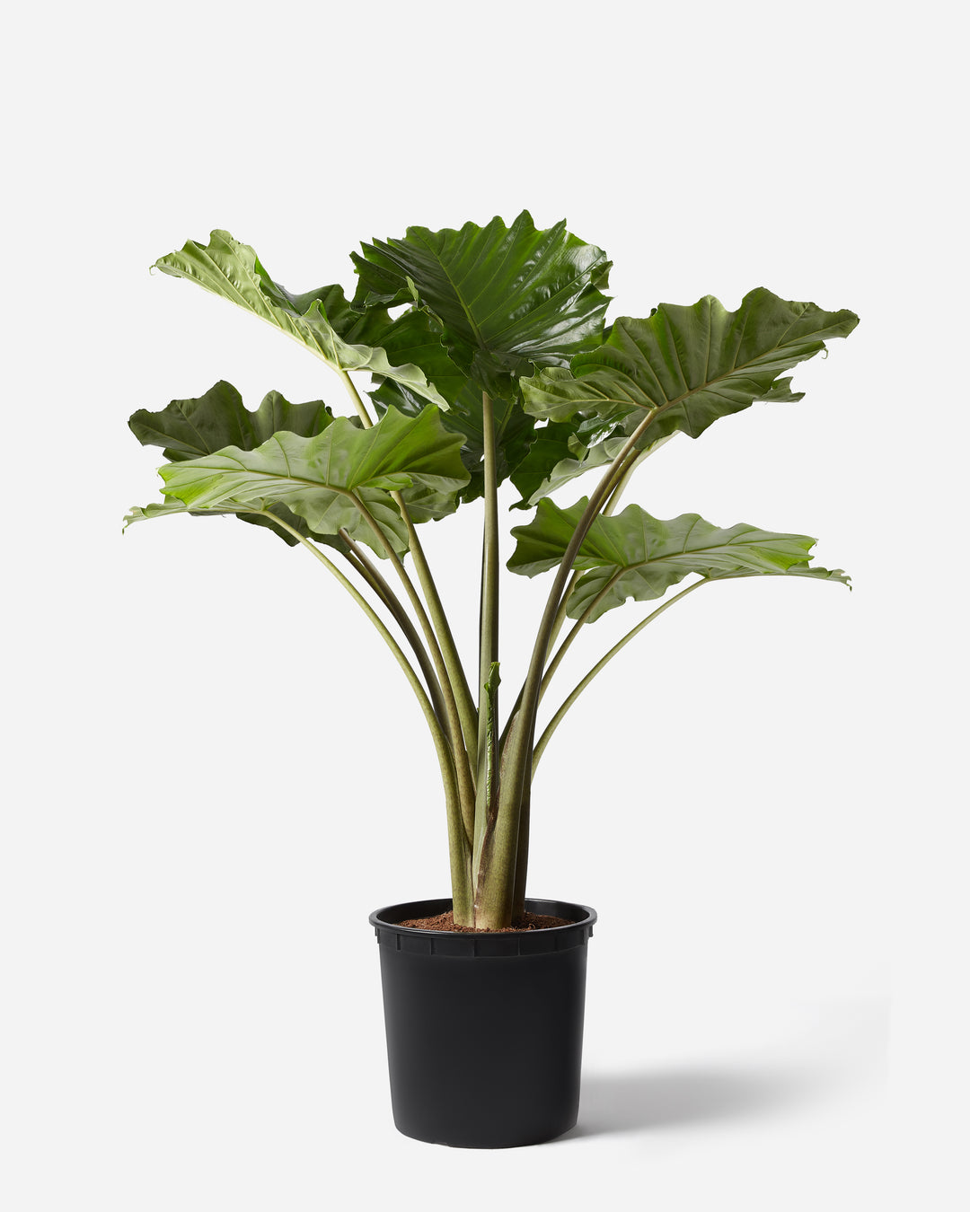 elephant ear plant indoors uk Elephant Ear